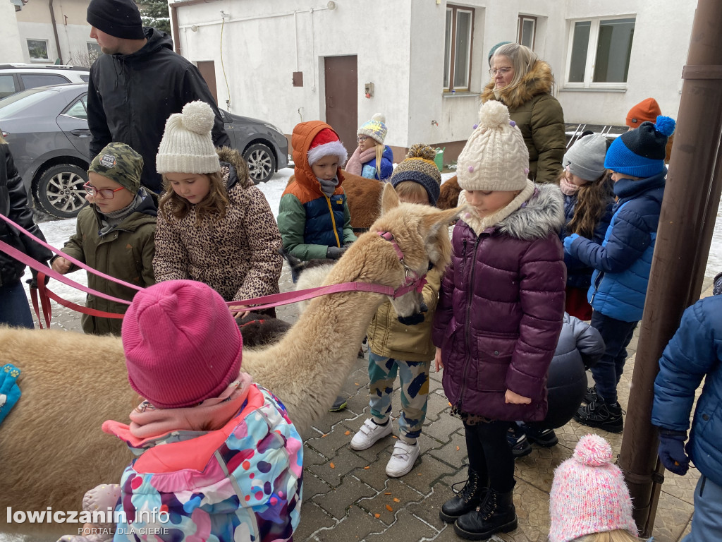 Spotkanie z alpakami w Przedszkolu w Popowie