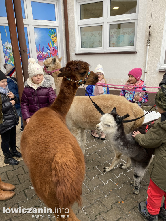 Spotkanie z alpakami w Przedszkolu w Popowie