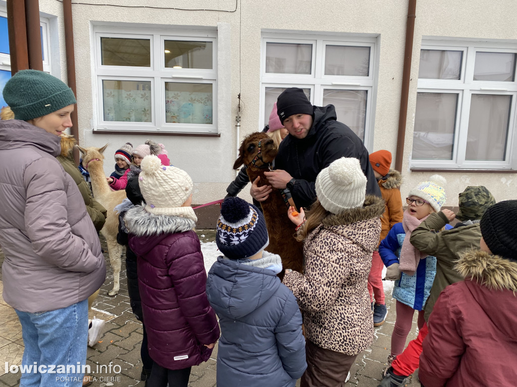 Spotkanie z alpakami w Przedszkolu w Popowie