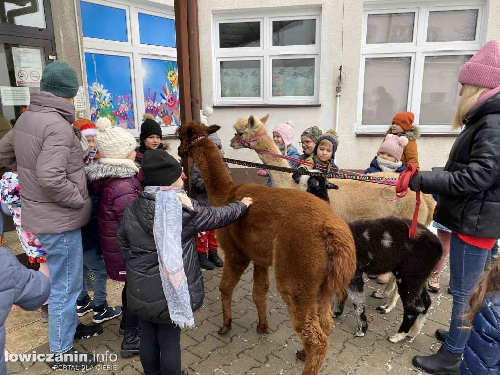 Spotkanie z alpakami w Przedszkolu w Popowie