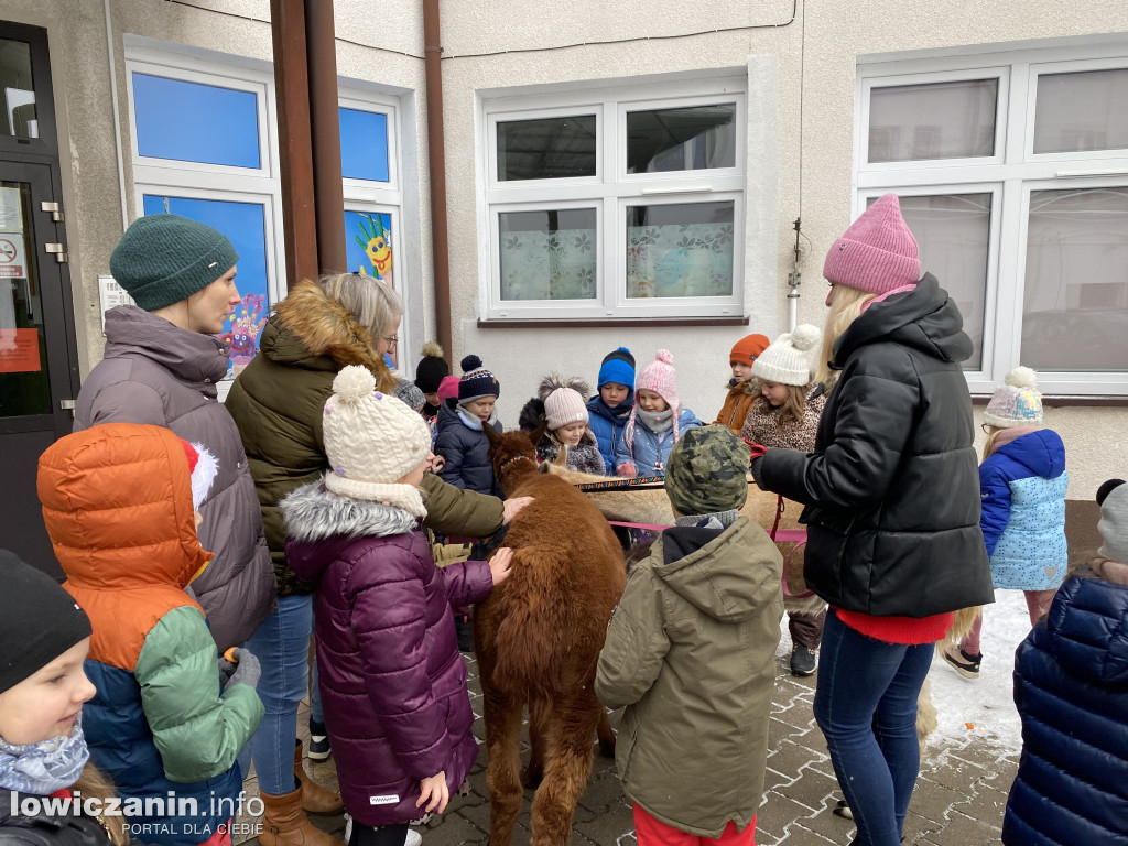 Spotkanie z alpakami w Przedszkolu w Popowie