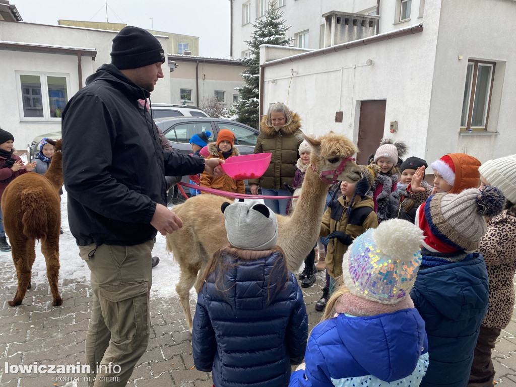 Spotkanie z alpakami w Przedszkolu w Popowie