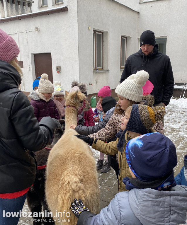 Spotkanie z alpakami w Przedszkolu w Popowie