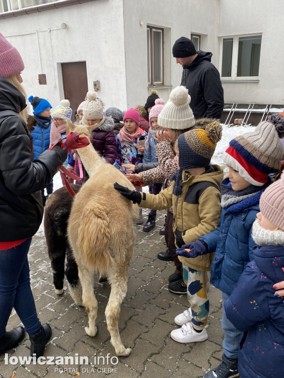 Spotkanie z alpakami w Przedszkolu w Popowie