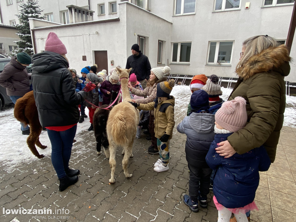 Spotkanie z alpakami w Przedszkolu w Popowie