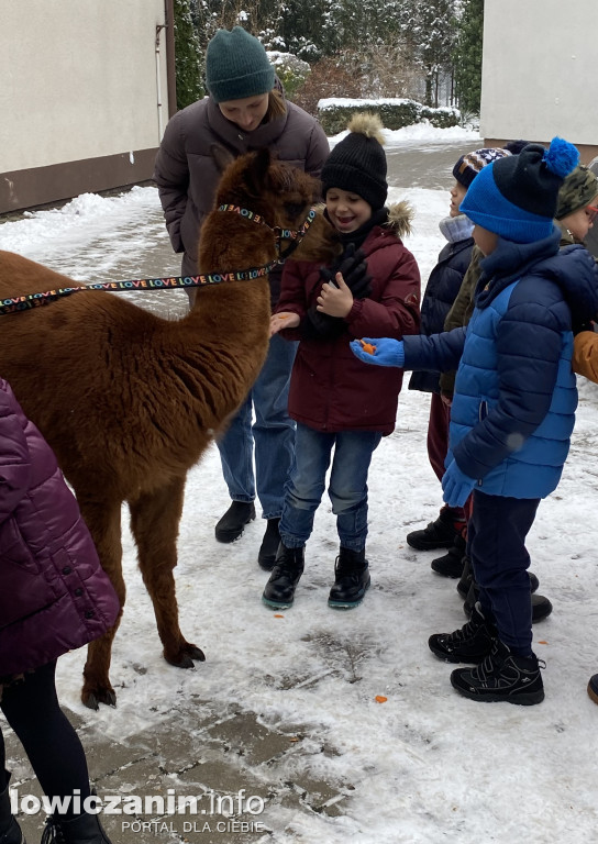 Spotkanie z alpakami w Przedszkolu w Popowie