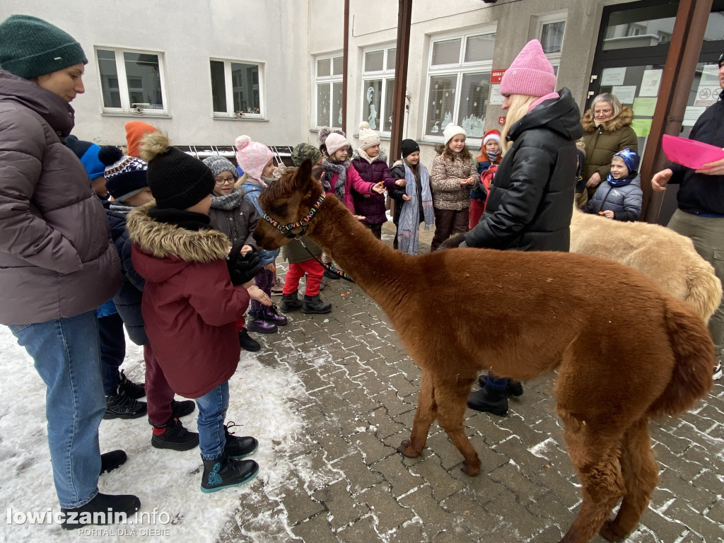 Spotkanie z alpakami w Przedszkolu w Popowie