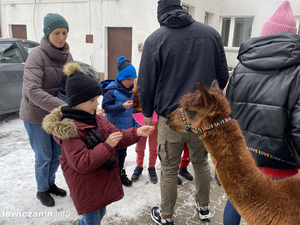 Spotkanie z alpakami w Przedszkolu w Popowie
