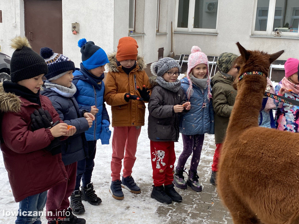 Spotkanie z alpakami w Przedszkolu w Popowie
