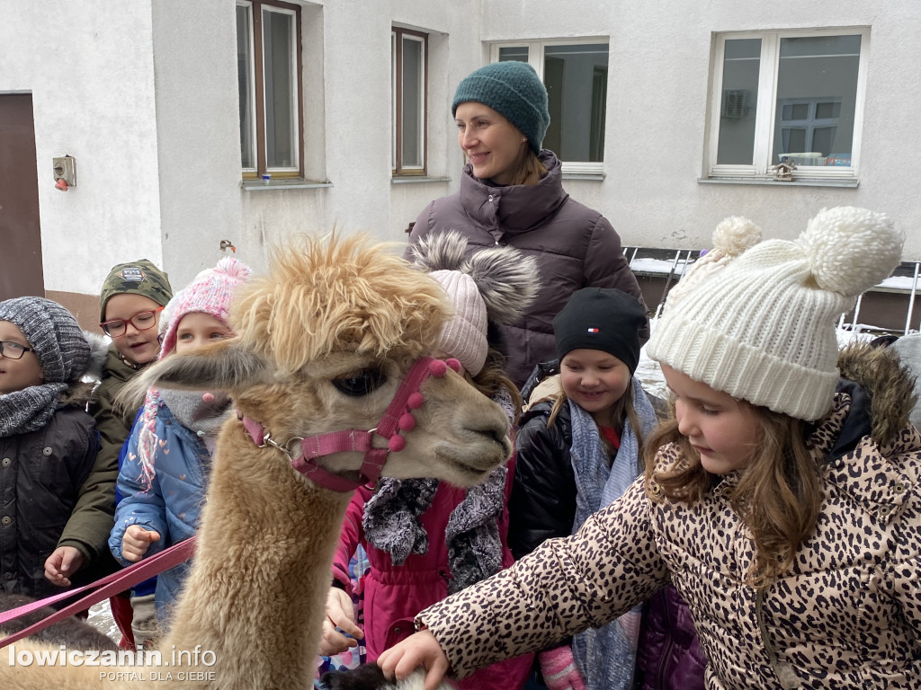Spotkanie z alpakami w Przedszkolu w Popowie