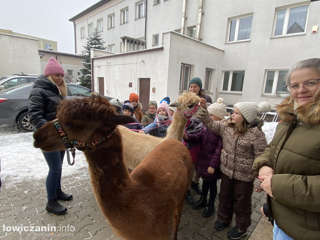 Spotkanie z alpakami w Przedszkolu w Popowie