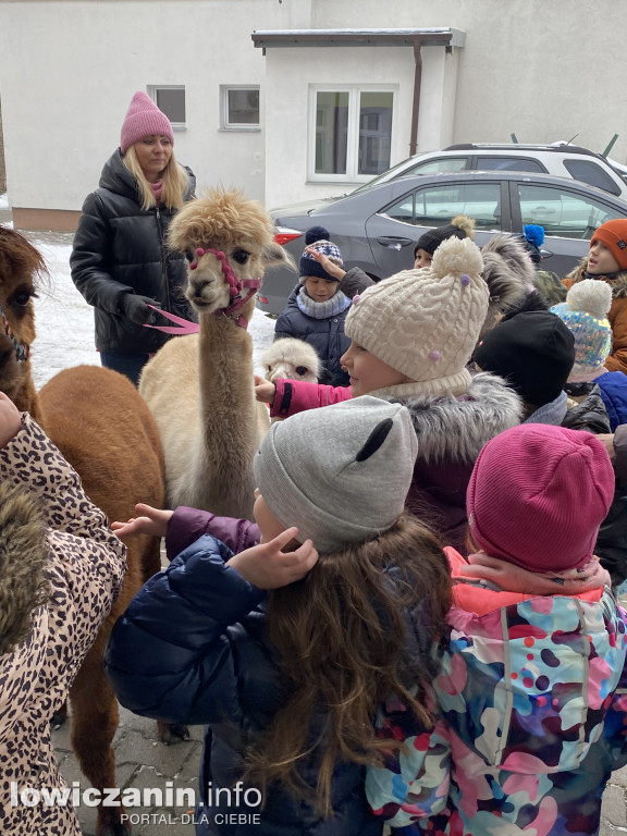 Spotkanie z alpakami w Przedszkolu w Popowie