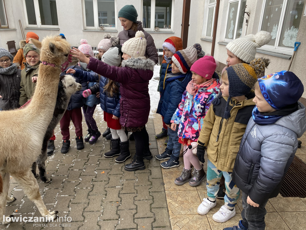 Spotkanie z alpakami w Przedszkolu w Popowie