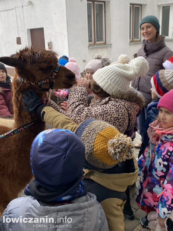 Spotkanie z alpakami w Przedszkolu w Popowie