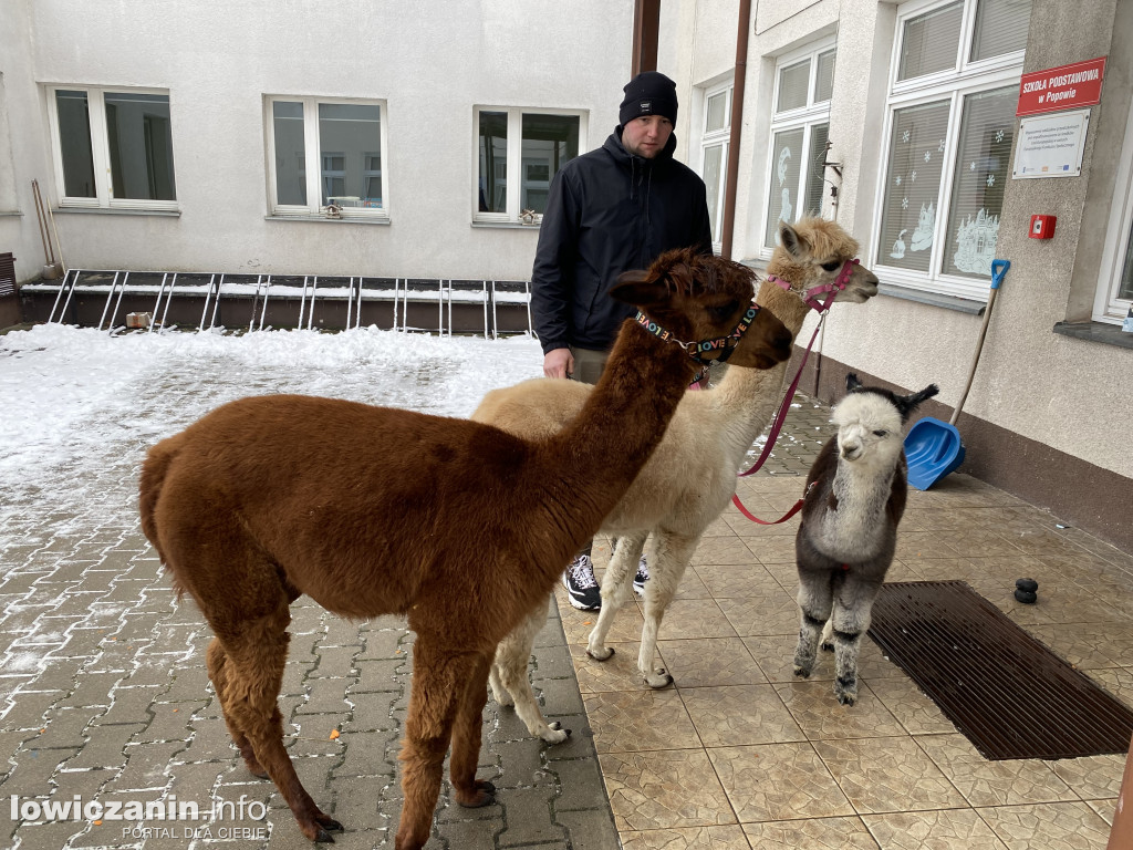 Spotkanie z alpakami w Przedszkolu w Popowie
