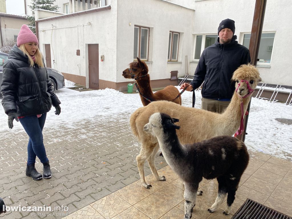 Spotkanie z alpakami w Przedszkolu w Popowie