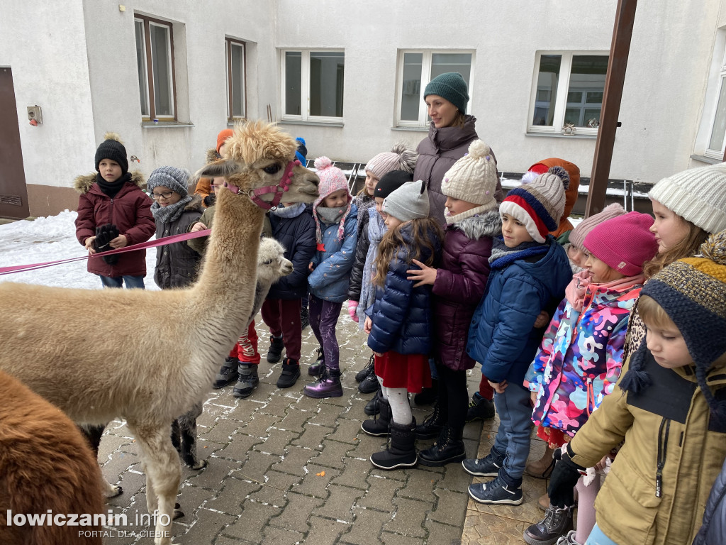 Spotkanie z alpakami w Przedszkolu w Popowie