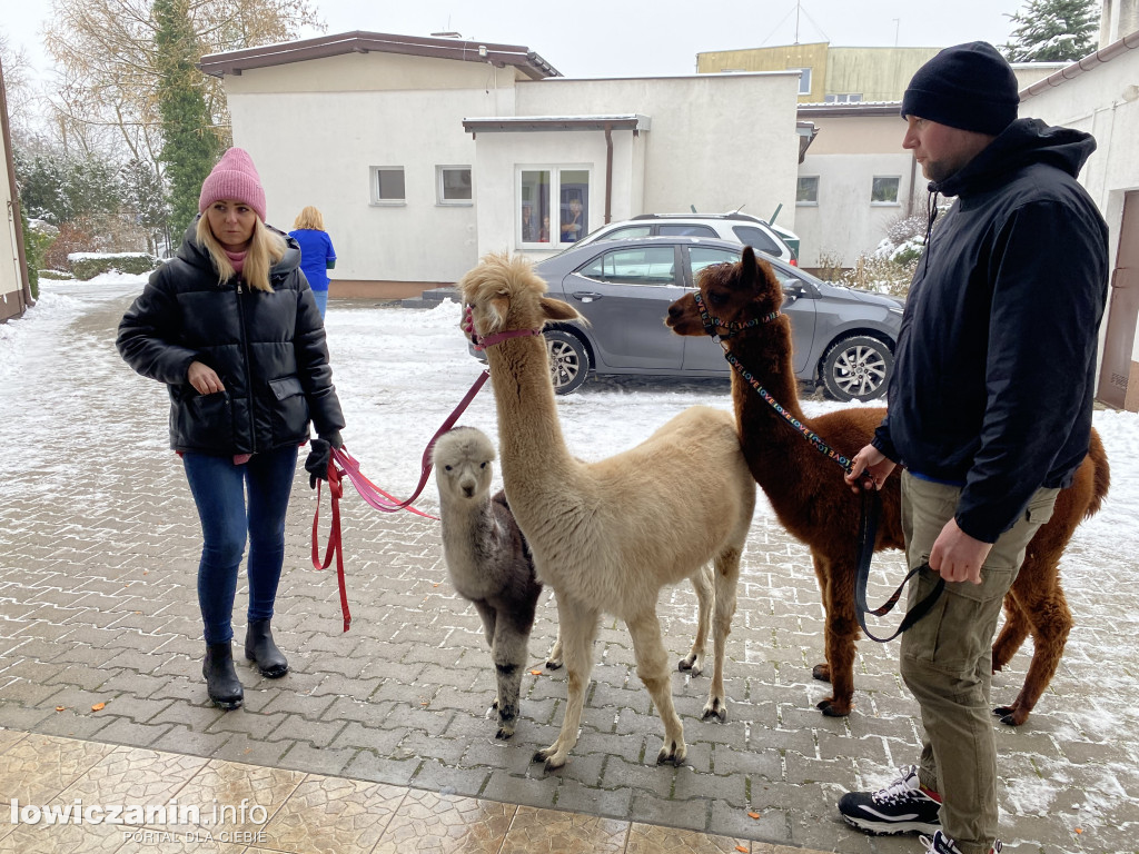 Spotkanie z alpakami w Przedszkolu w Popowie