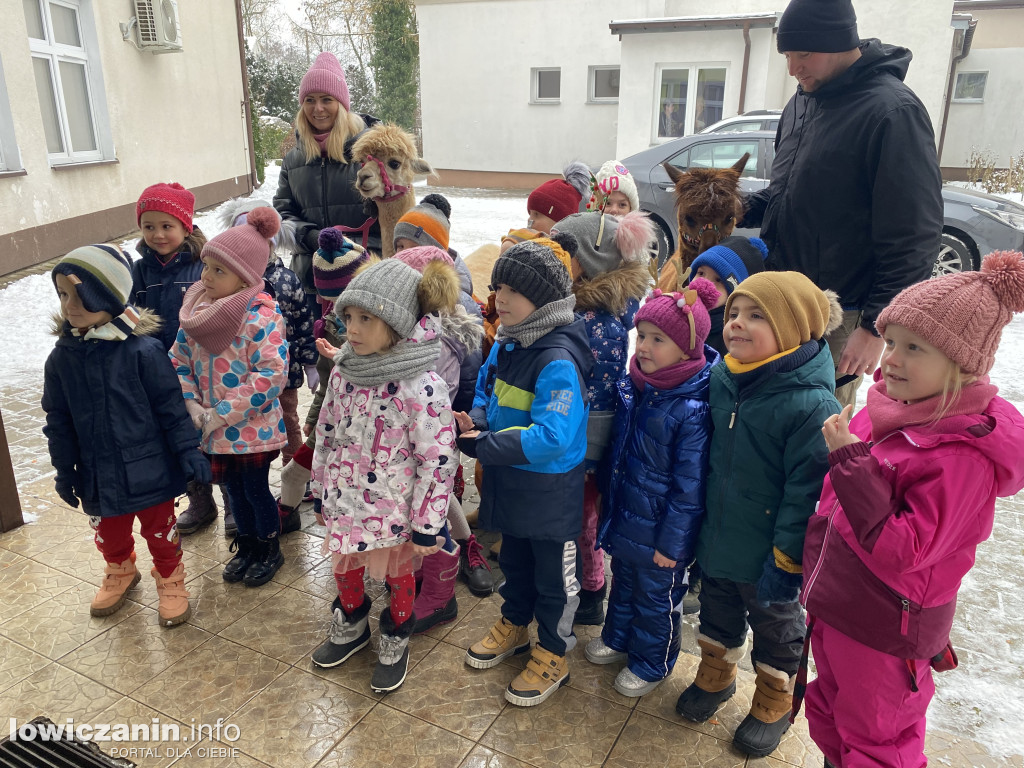 Spotkanie z alpakami w Przedszkolu w Popowie