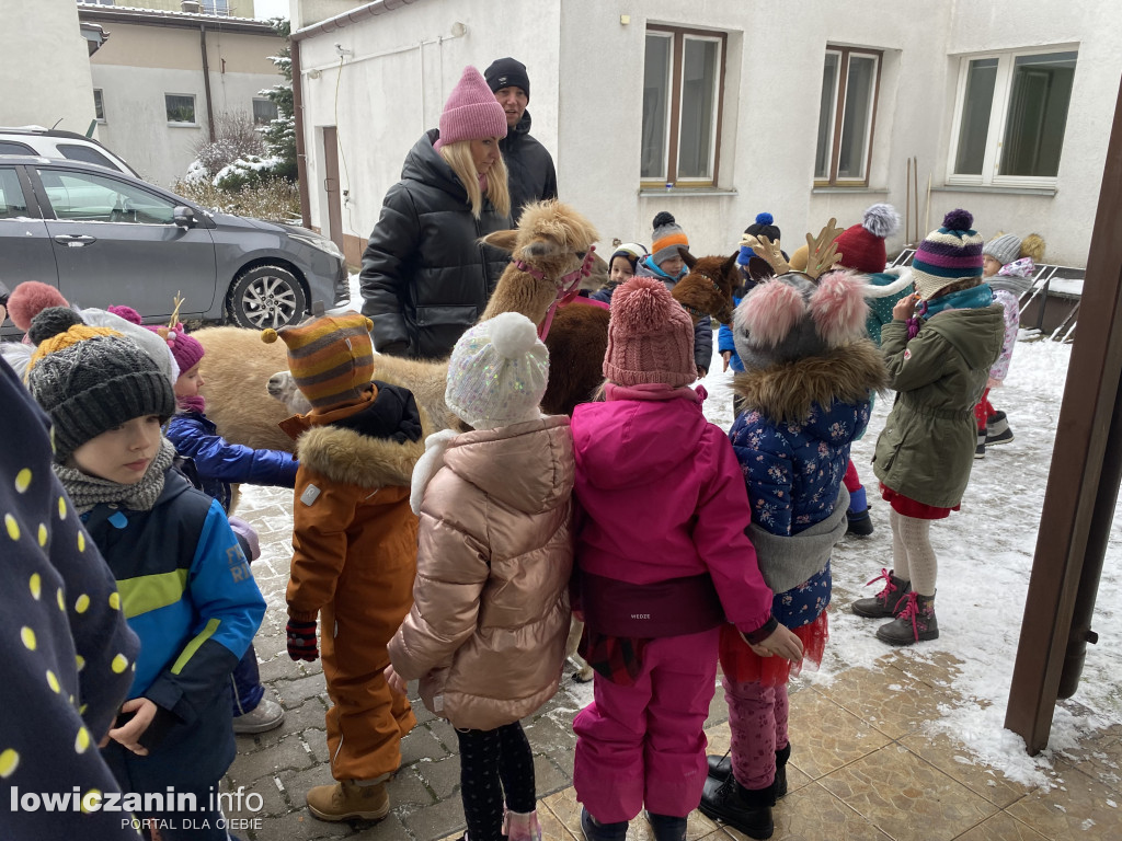 Spotkanie z alpakami w Przedszkolu w Popowie