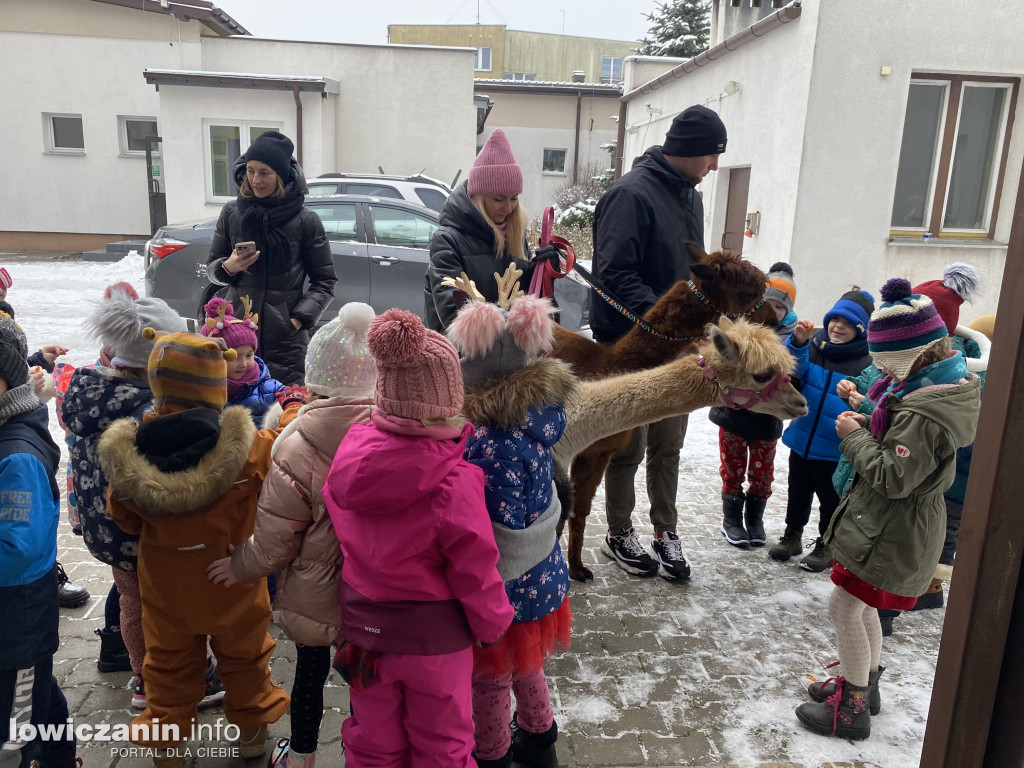 Spotkanie z alpakami w Przedszkolu w Popowie