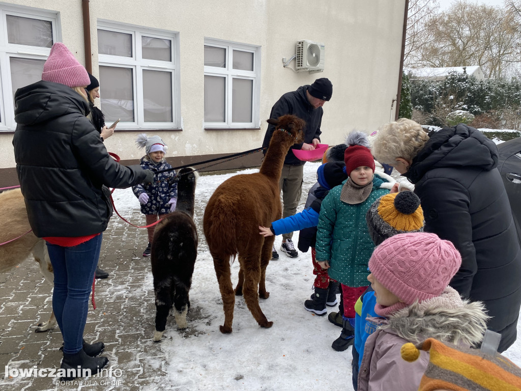 Spotkanie z alpakami w Przedszkolu w Popowie