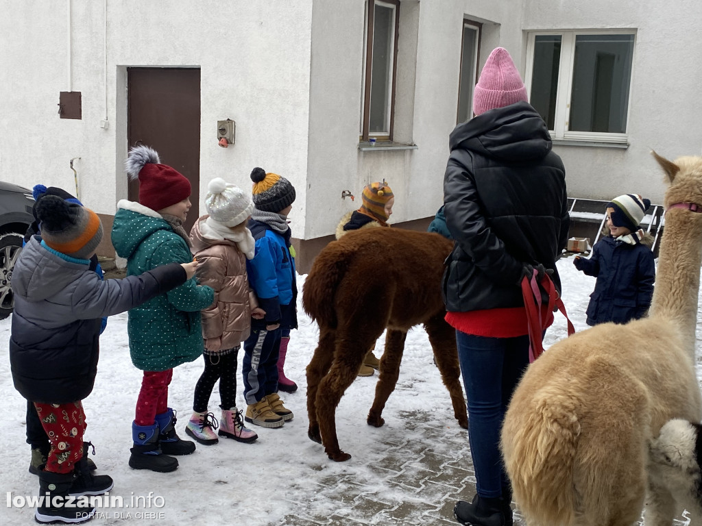 Spotkanie z alpakami w Przedszkolu w Popowie