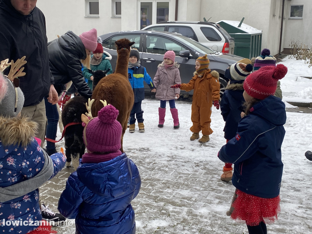 Spotkanie z alpakami w Przedszkolu w Popowie