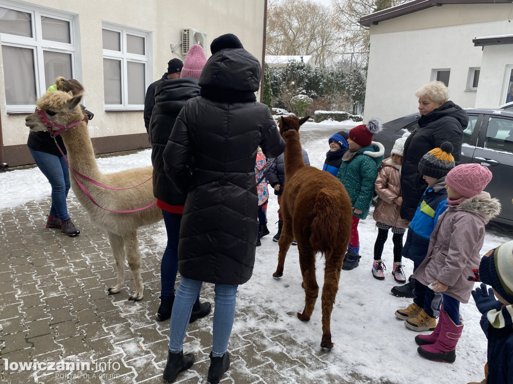 Spotkanie z alpakami w Przedszkolu w Popowie