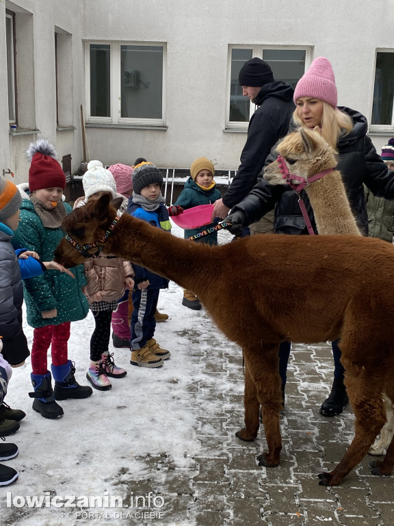 Spotkanie z alpakami w Przedszkolu w Popowie