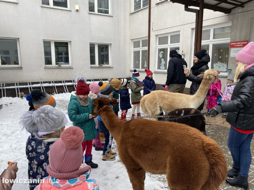 Spotkanie z alpakami w Przedszkolu w Popowie