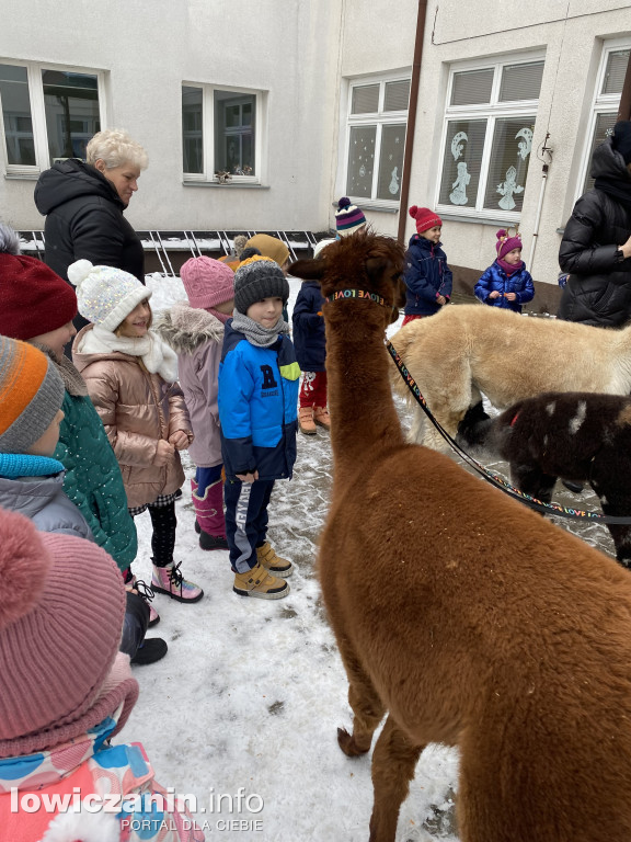 Spotkanie z alpakami w Przedszkolu w Popowie