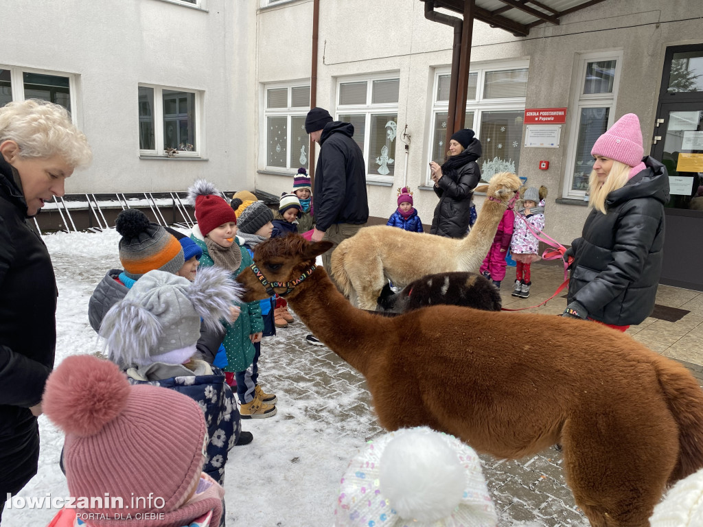 Spotkanie z alpakami w Przedszkolu w Popowie