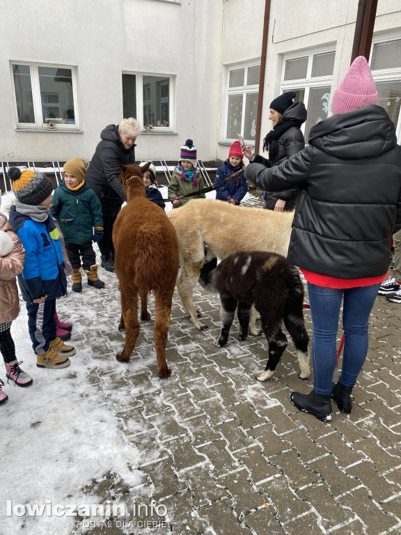 Spotkanie z alpakami w Przedszkolu w Popowie