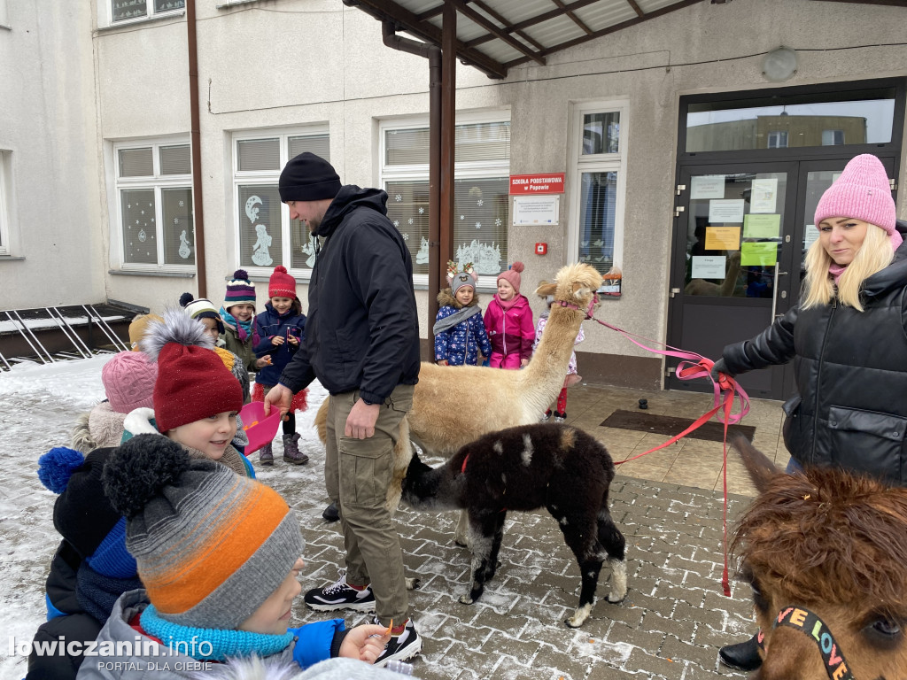 Spotkanie z alpakami w Przedszkolu w Popowie