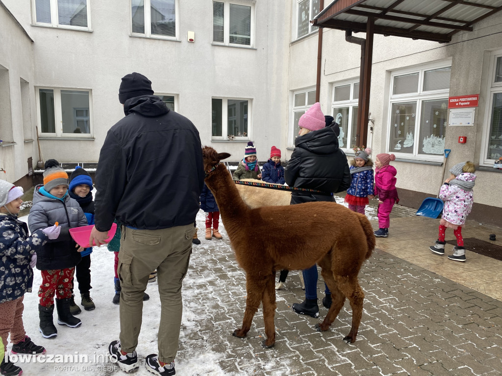 Spotkanie z alpakami w Przedszkolu w Popowie