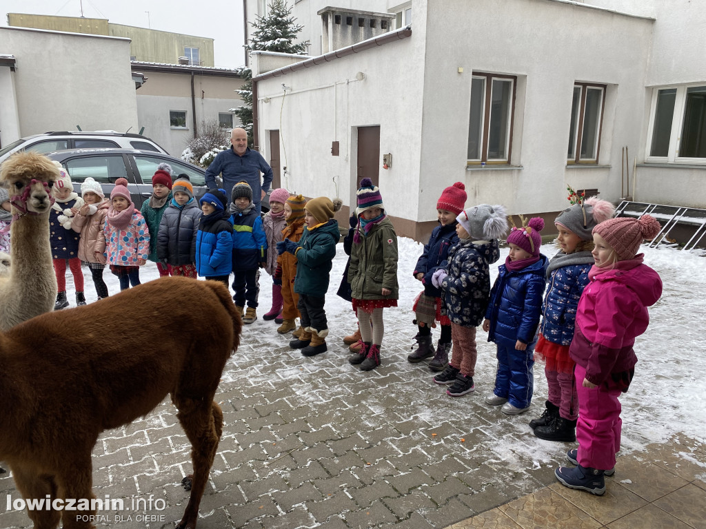 Spotkanie z alpakami w Przedszkolu w Popowie