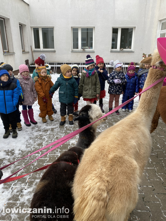Spotkanie z alpakami w Przedszkolu w Popowie
