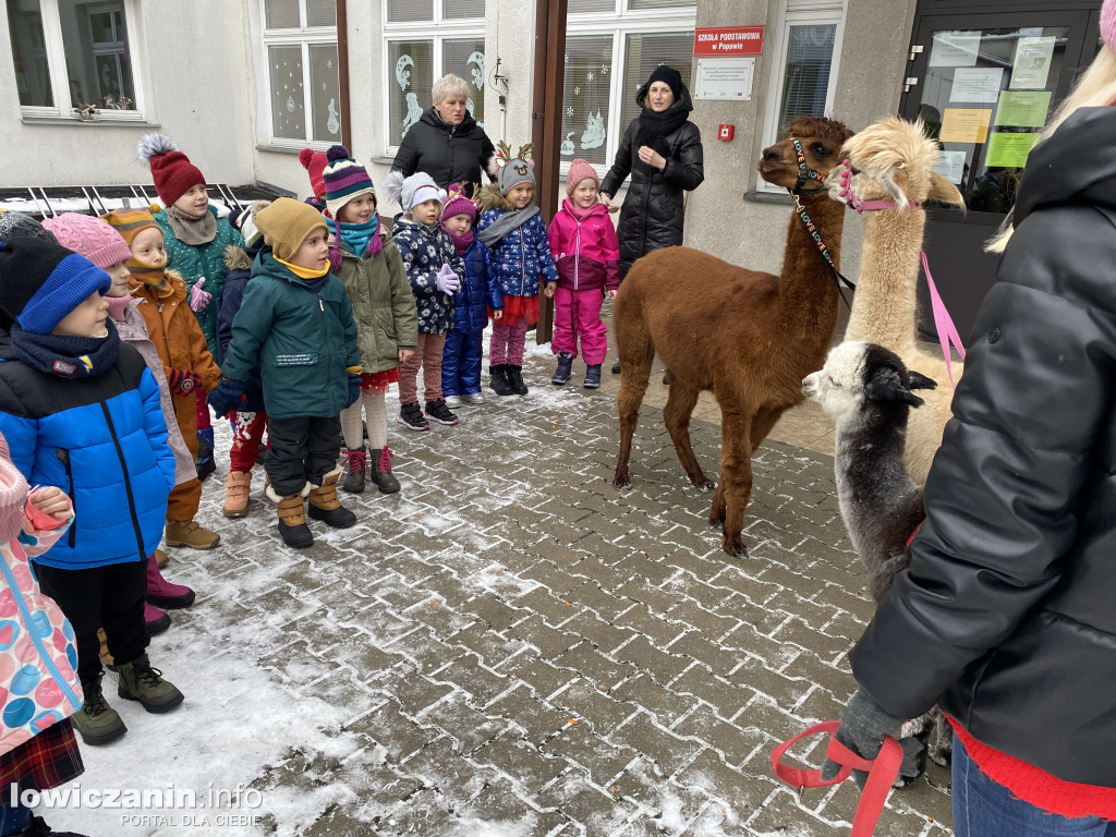 Spotkanie z alpakami w Przedszkolu w Popowie
