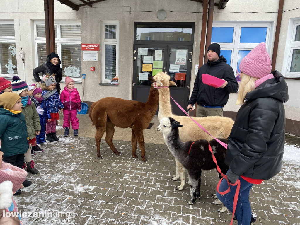 Spotkanie z alpakami w Przedszkolu w Popowie