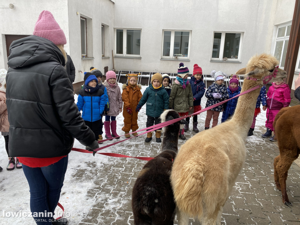 Spotkanie z alpakami w Przedszkolu w Popowie