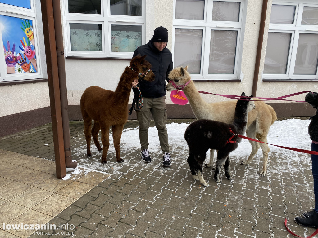 Spotkanie z alpakami w Przedszkolu w Popowie
