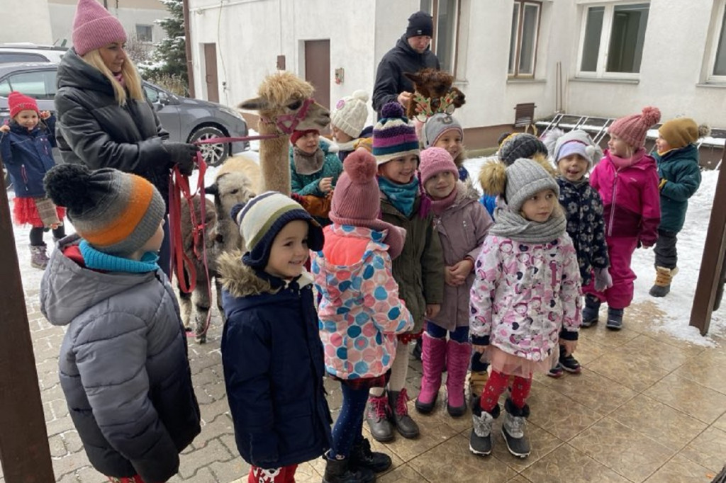 Spotkanie z alpakami w Przedszkolu w Popowie