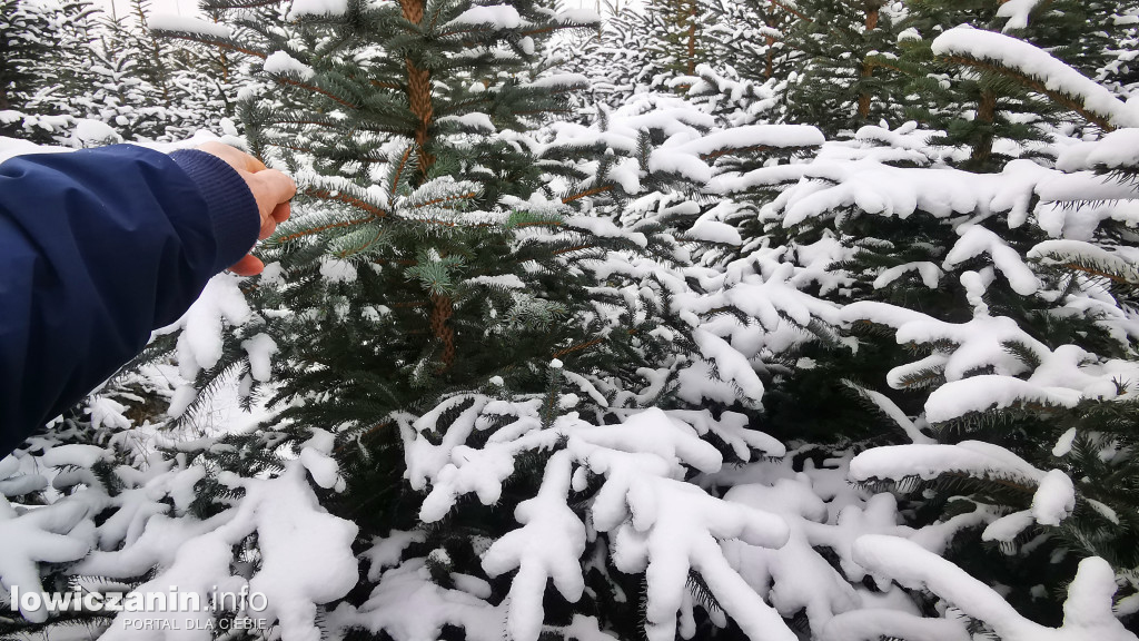 Z wizytą na plantacji choinek w Sypniu