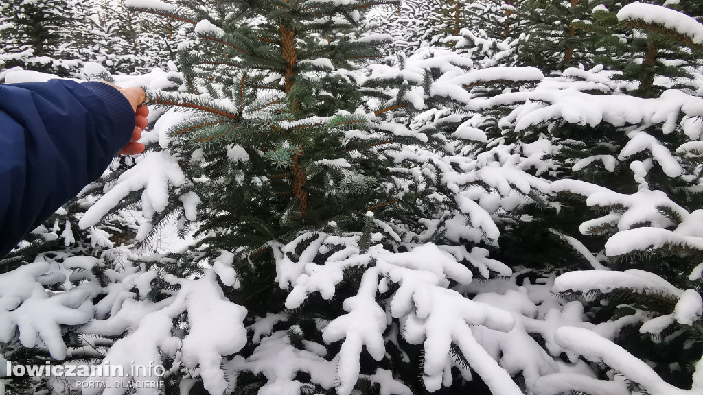 Z wizytą na plantacji choinek w Sypniu