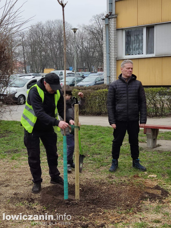 100. urodzinowe drzewo dla Łowicza