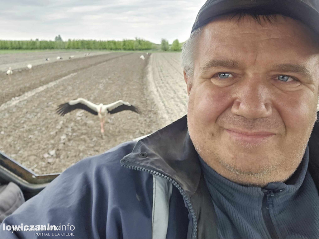 Stado bocianów na polu w Bednarach