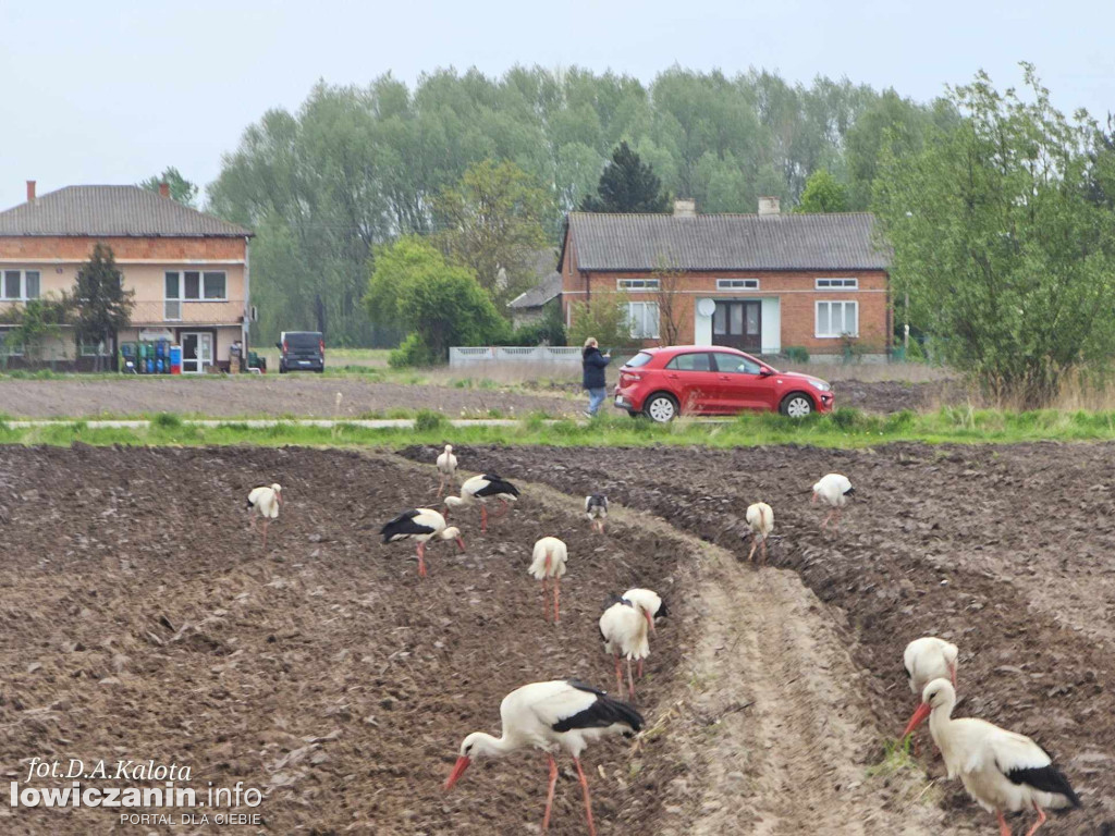 Stado bocianów na polu w Bednarach