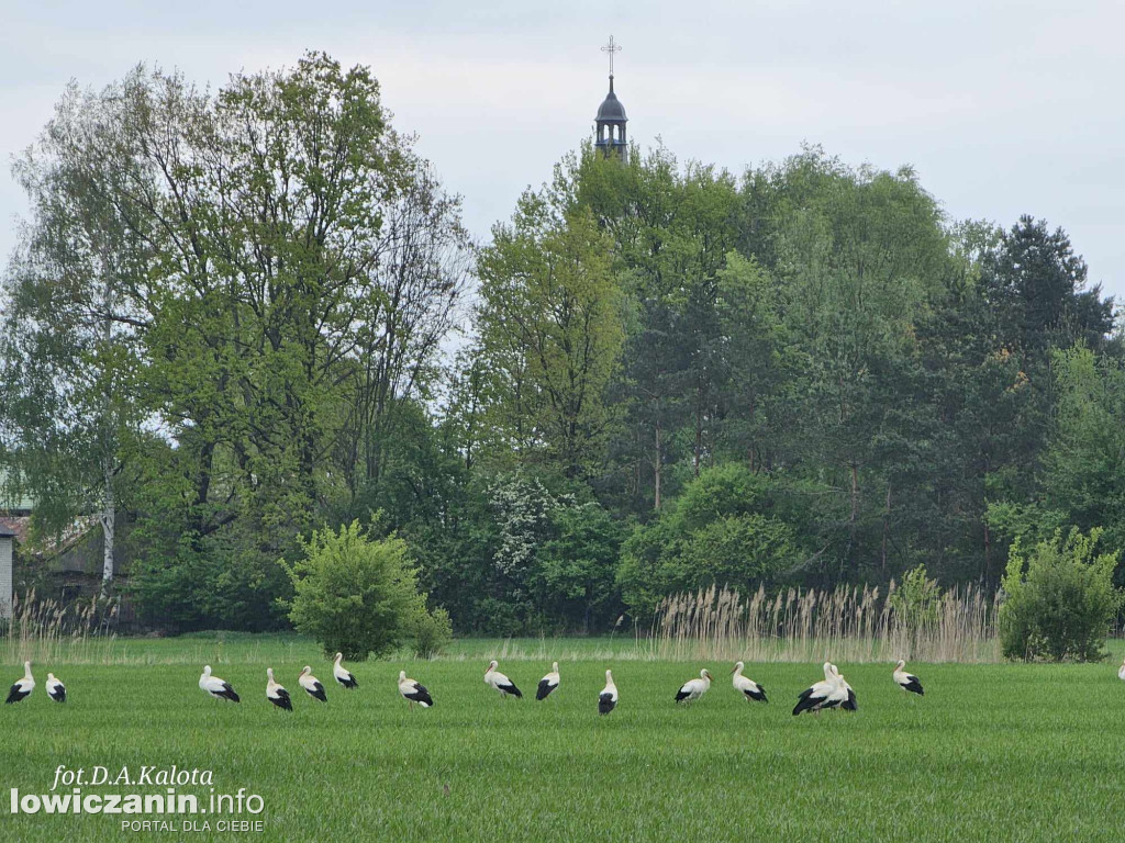 Stado bocianów na polu w Bednarach