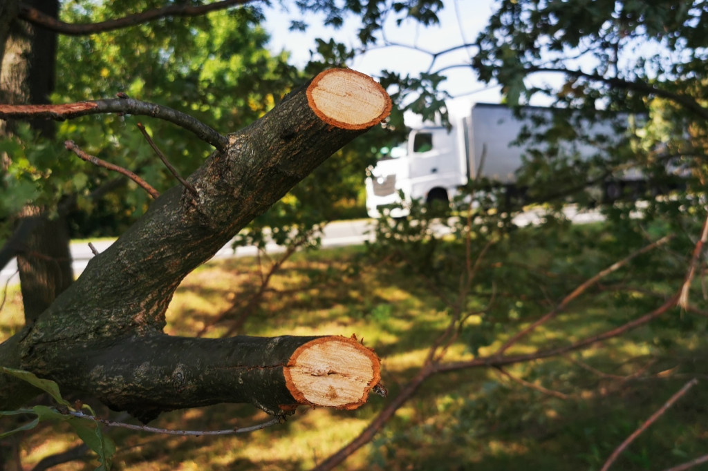 Zniszczone drzewa pomiędzy DK14 a ul. Tuszewską